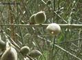  wild almond